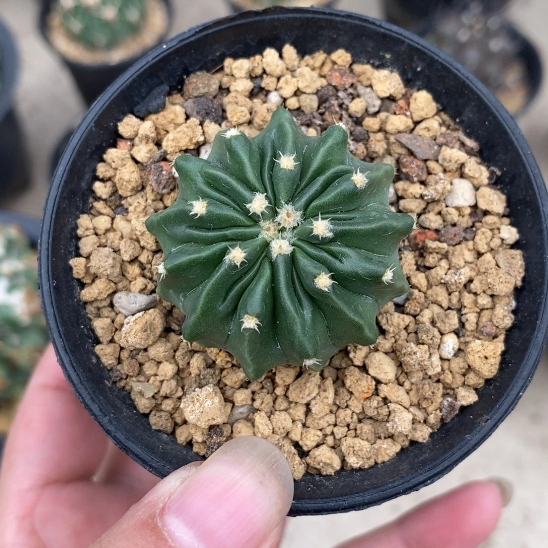 山***棒无刺凌波仙人球