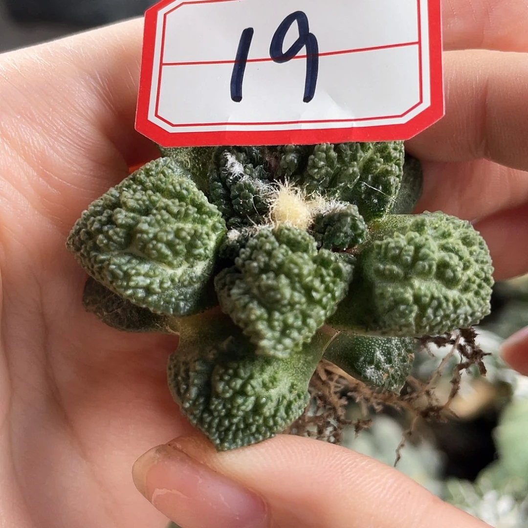 19号自根哥斯拉牡丹萝卜根5