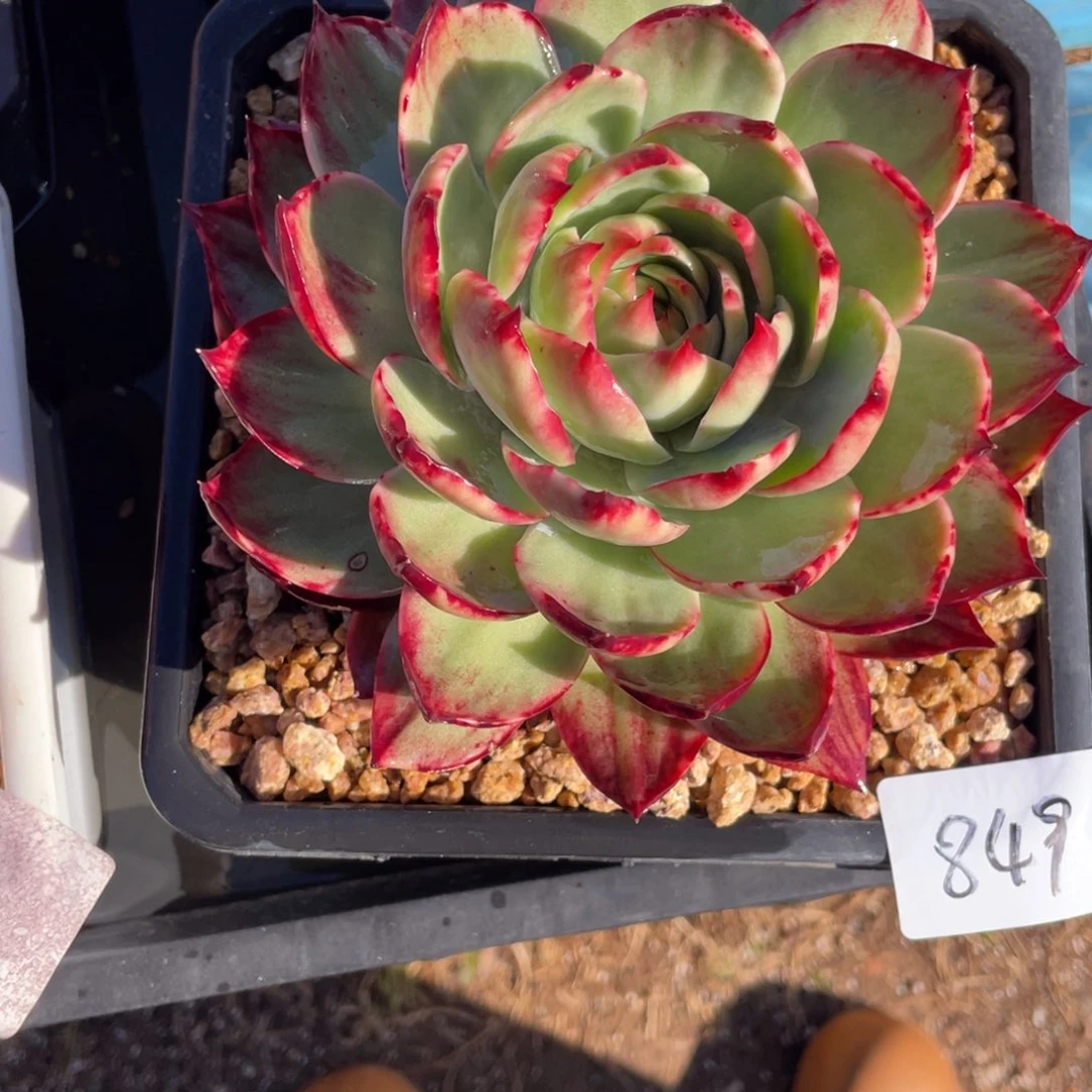 惊鸿仙子冠服17左右