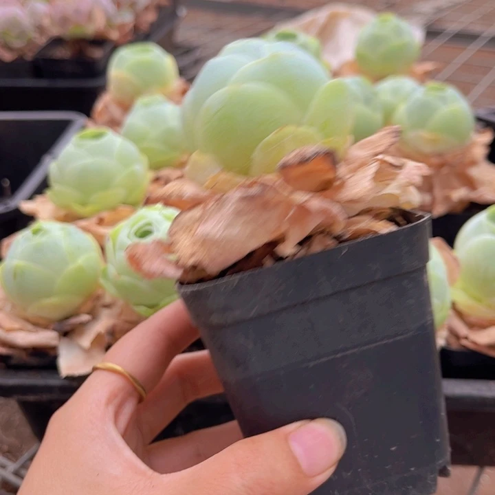 无花朵大鸡蛋一颗88888