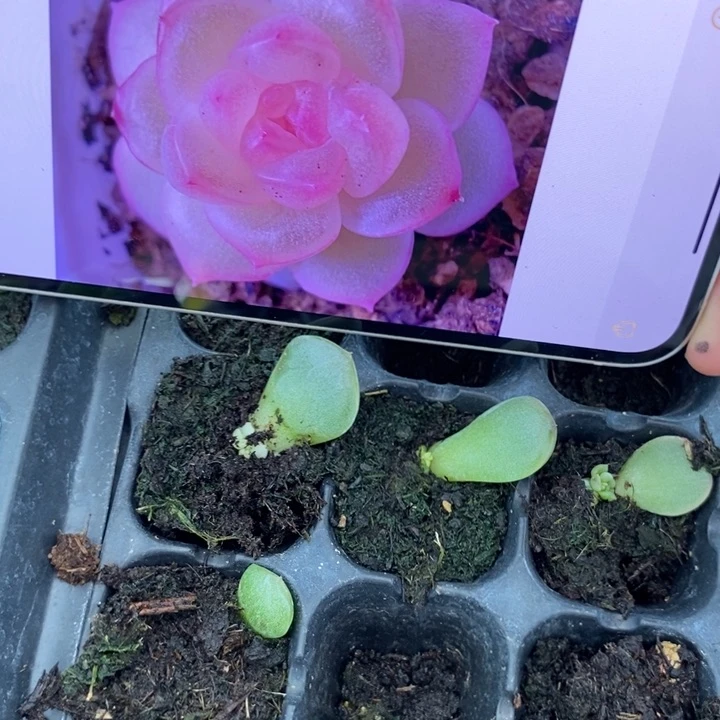 桃花x3芽苗一个多肉