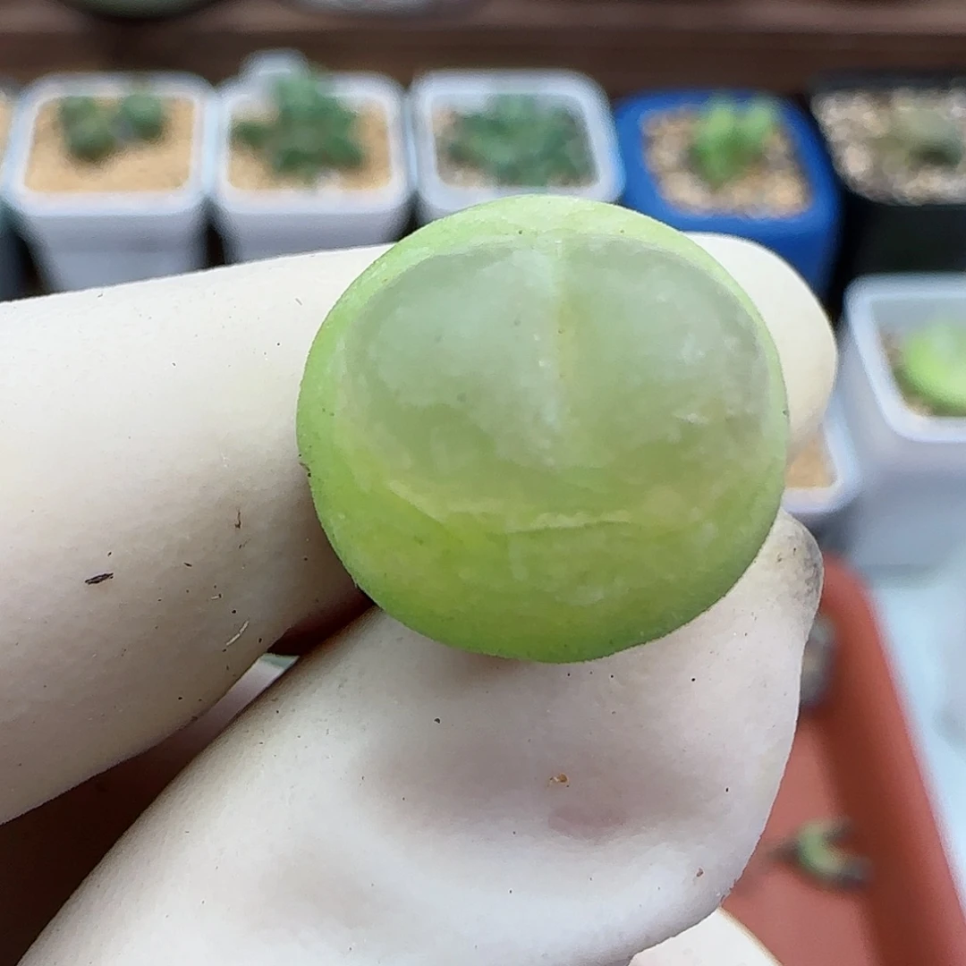 675日系大红拉登