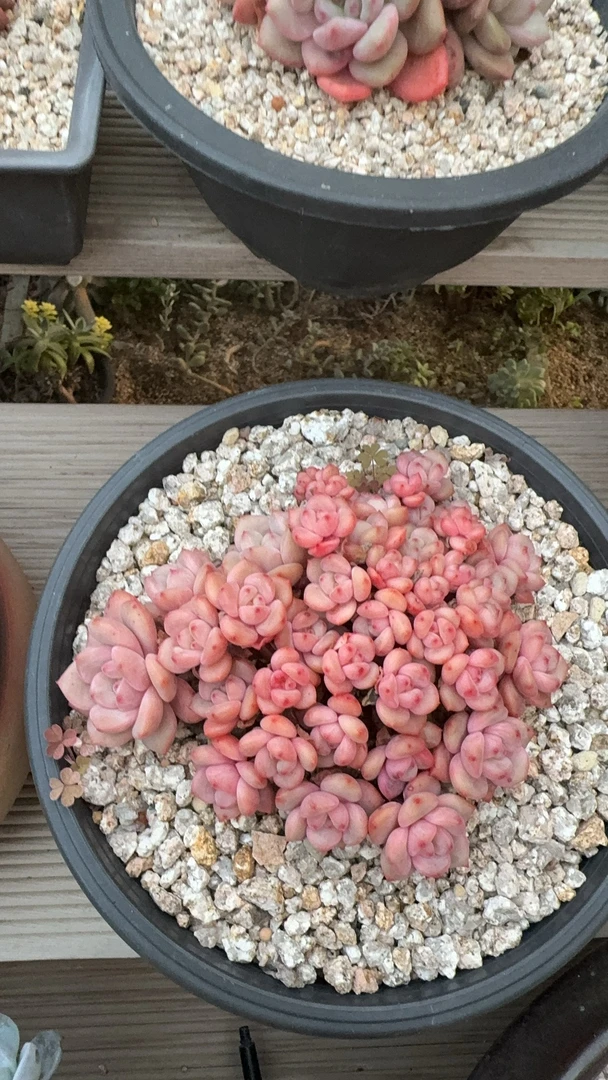 齐齐多肉园艺橙梦露