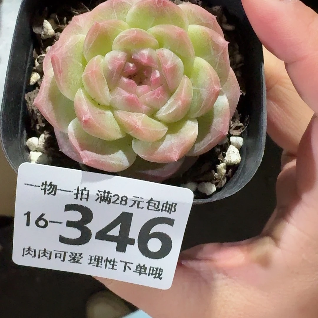 栩***生蜜桃釉无盆土发货无