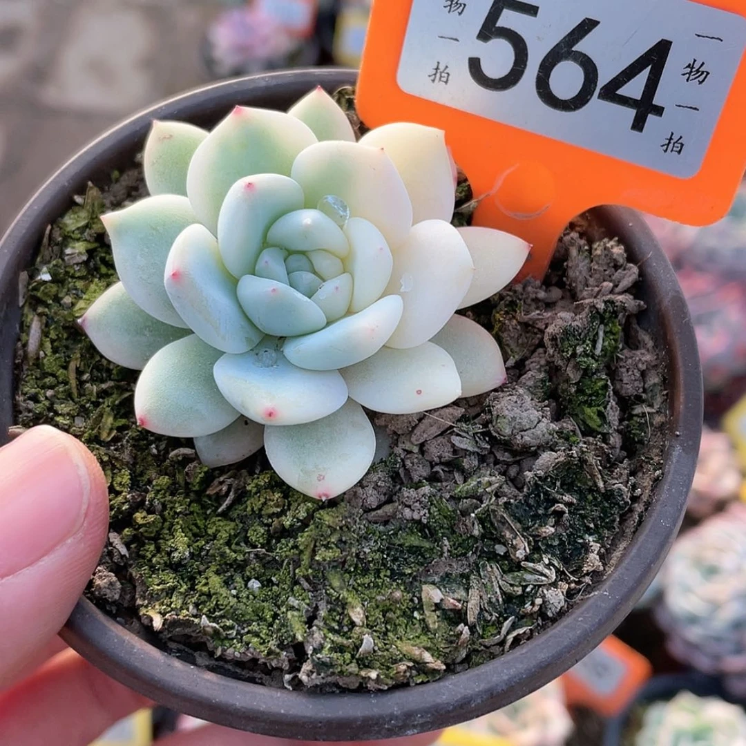 【闪购商品】564号