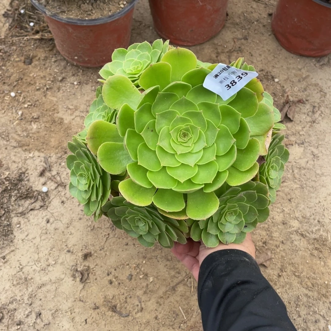 3839万法师多肉断枝不包