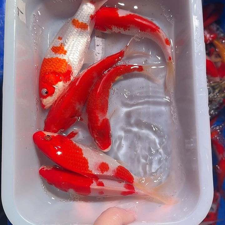 锦鲤锦鲤包邮锦鲤