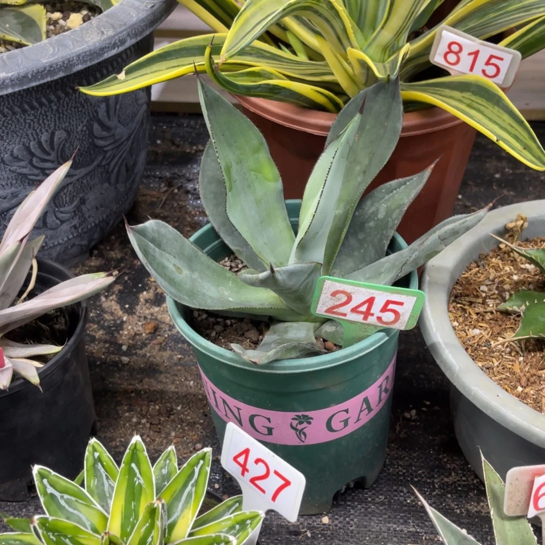 白狐龙舌兰系列诺娃