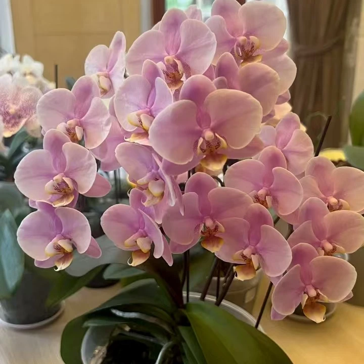 进口洋兰（罗基斯勒）3.0寸杯室内盆栽办公室兰花蝴蝶兰客厅高档