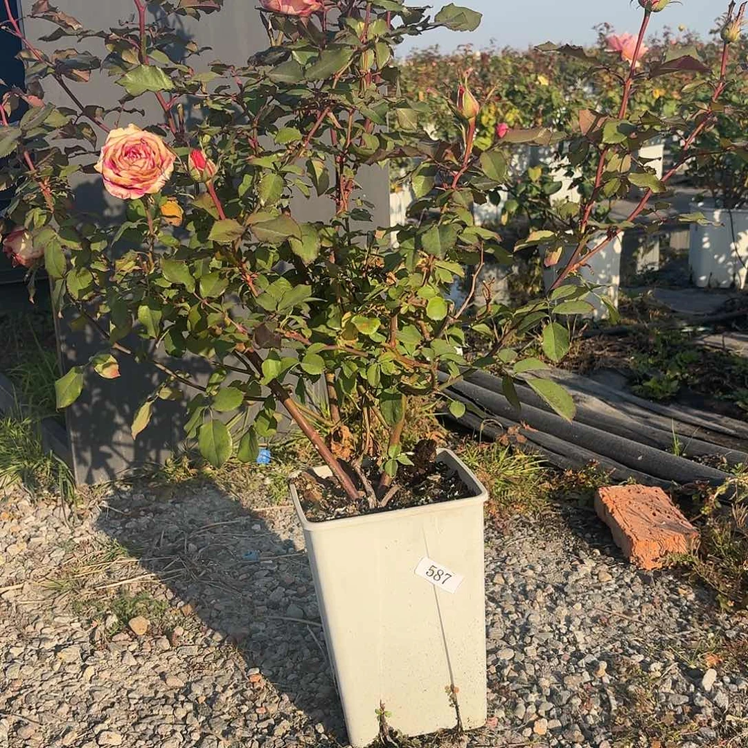 当前无花朵，栽培后可花朵587