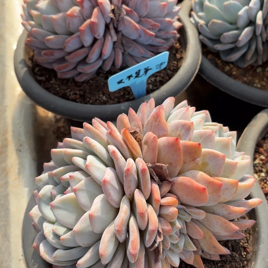 又不是第一次了的两个双头梦露