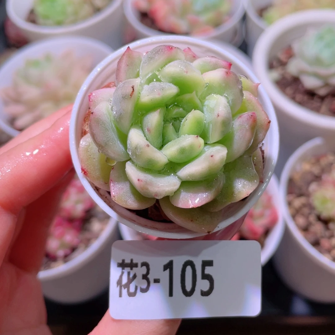 花利美3-105新品颗
