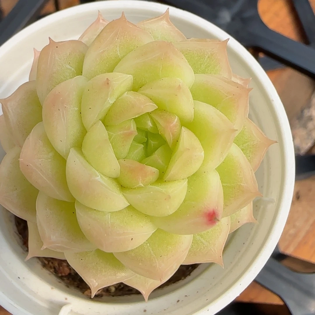 花语逸境0223-218