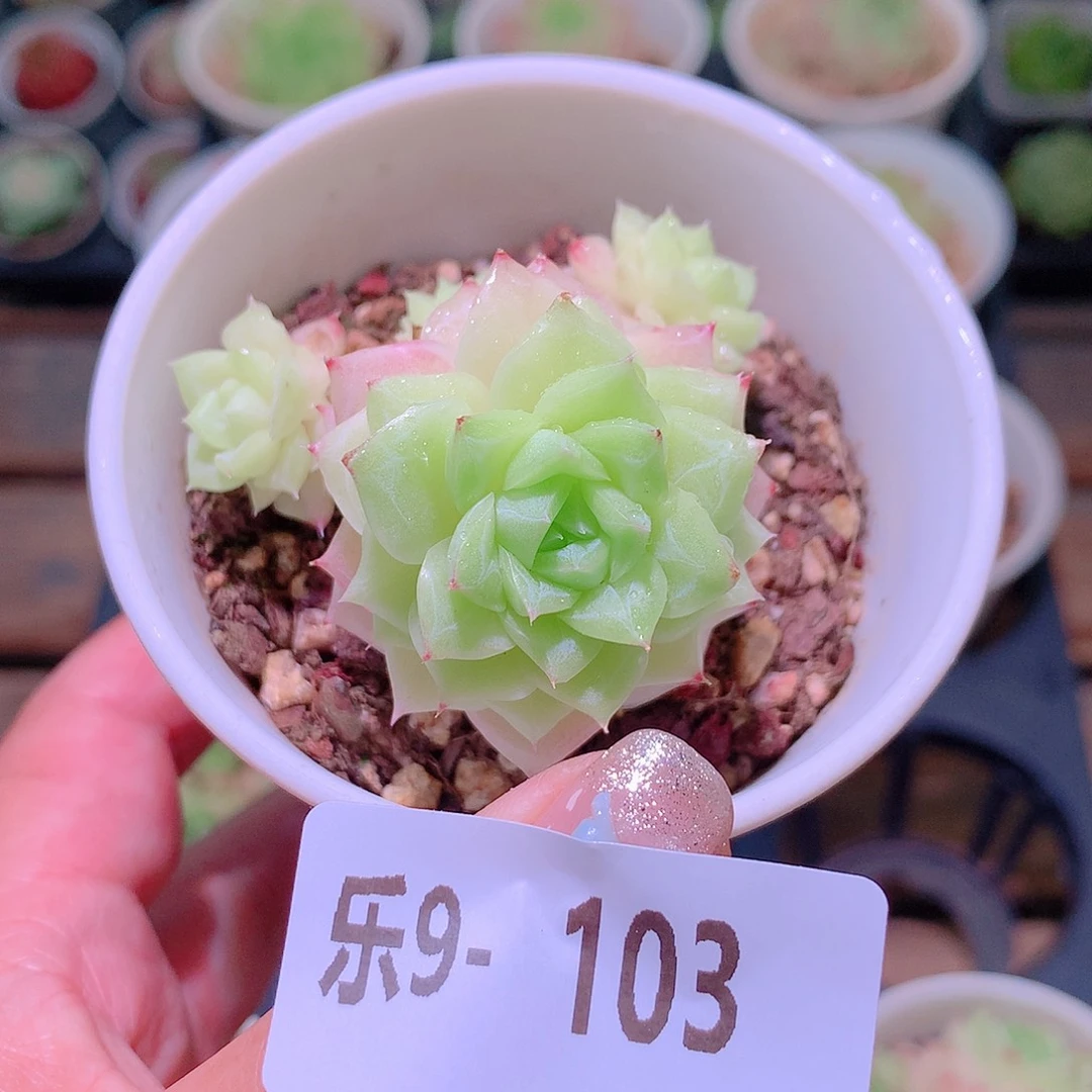 乐然9-103 白天鹅群