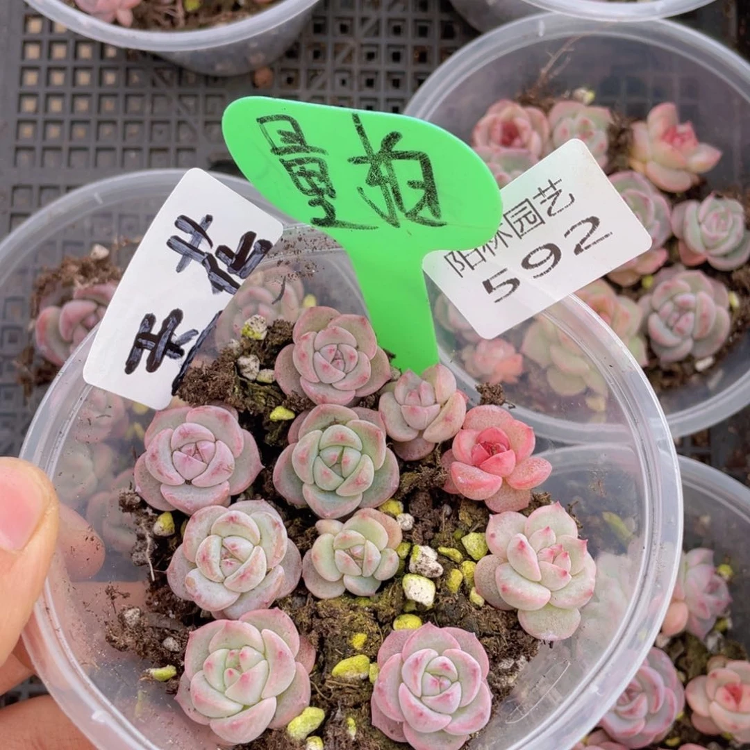 量拍多肉植物多肉植物592