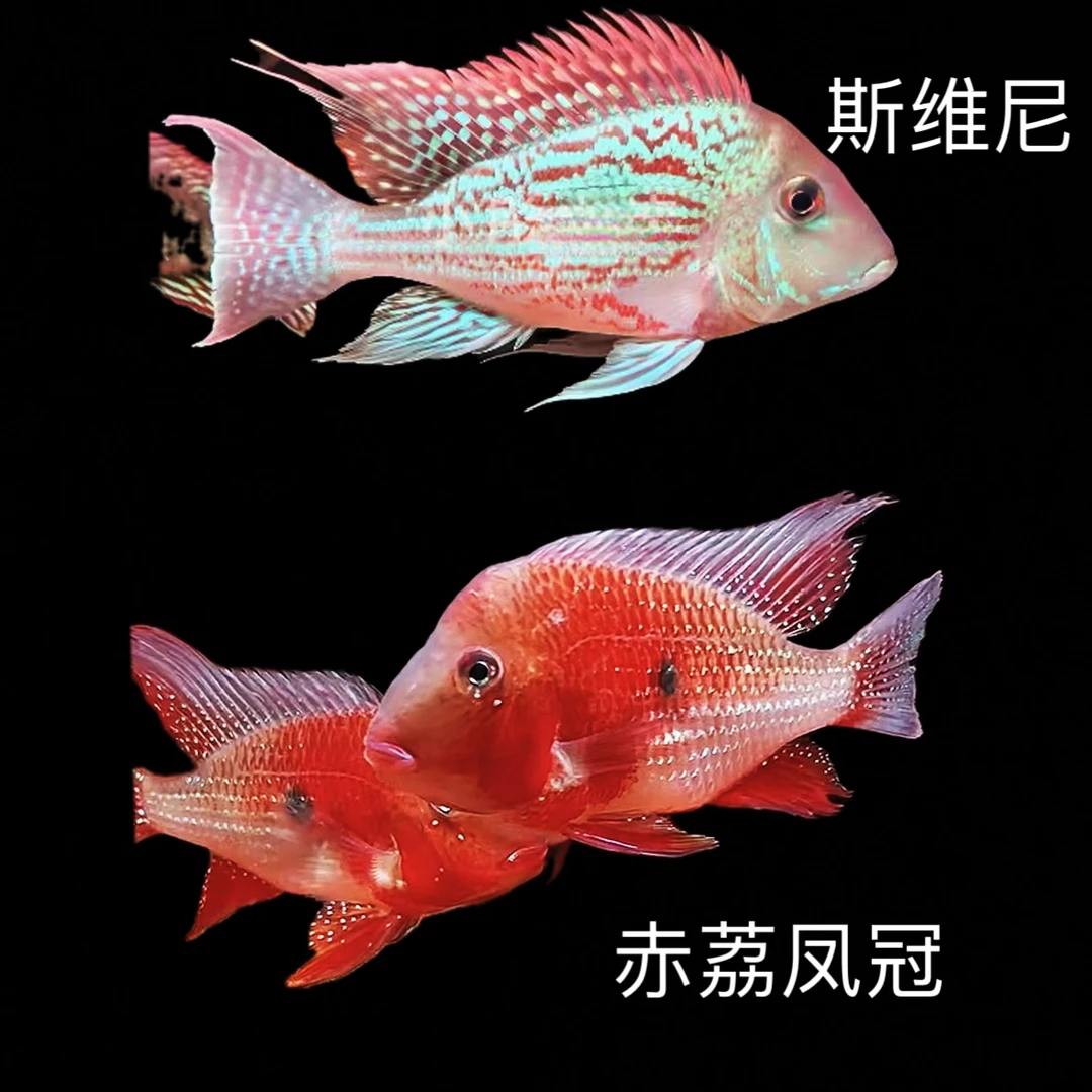 斯威尼关刀食土鲷活体热带鱼