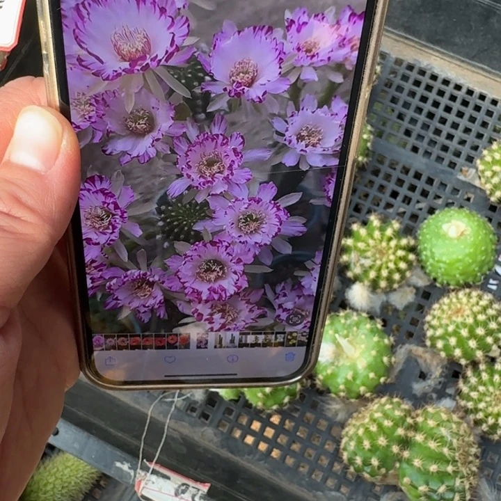 240丽花妖碟歪无根侧牙3公分以上