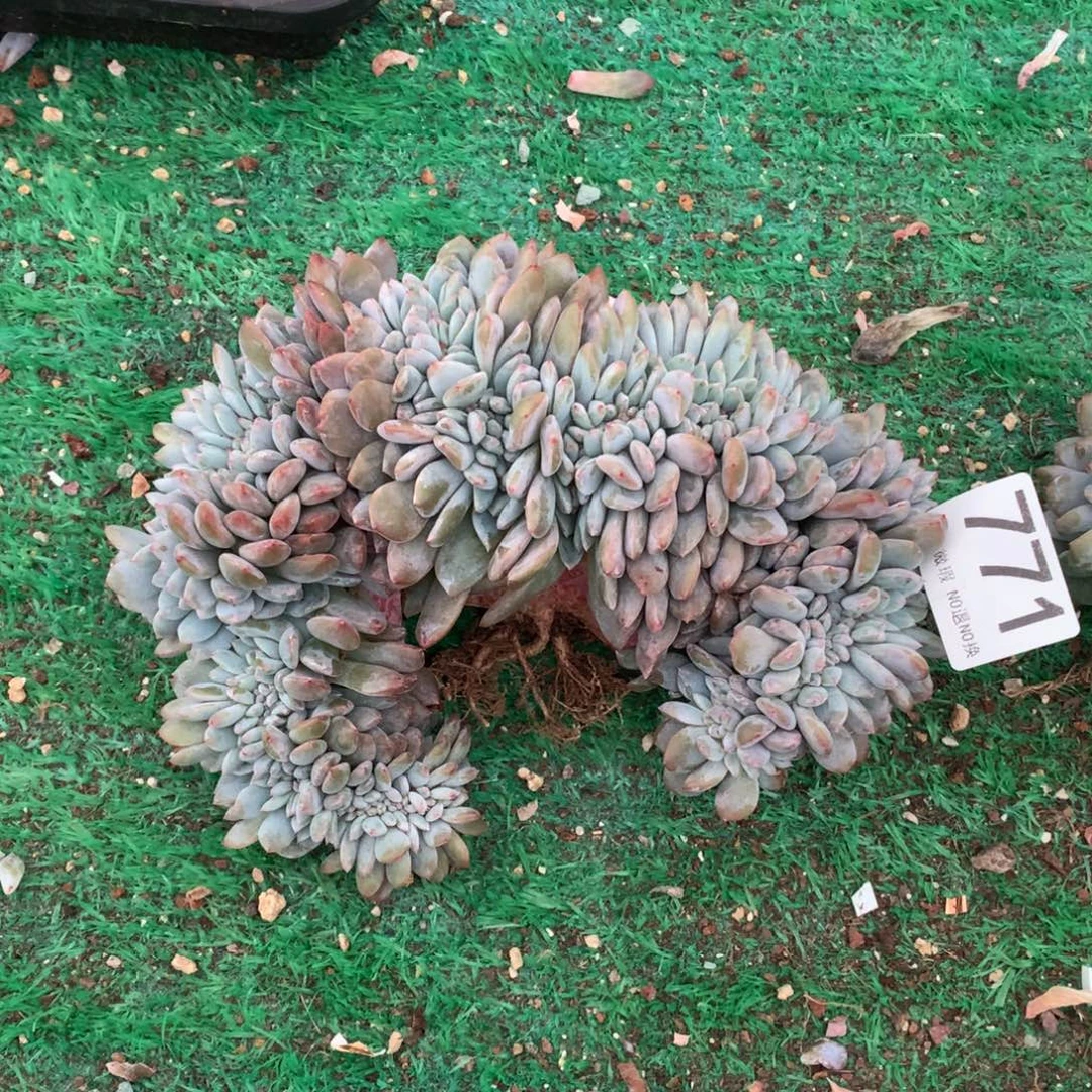 771橙子缀多肉植物