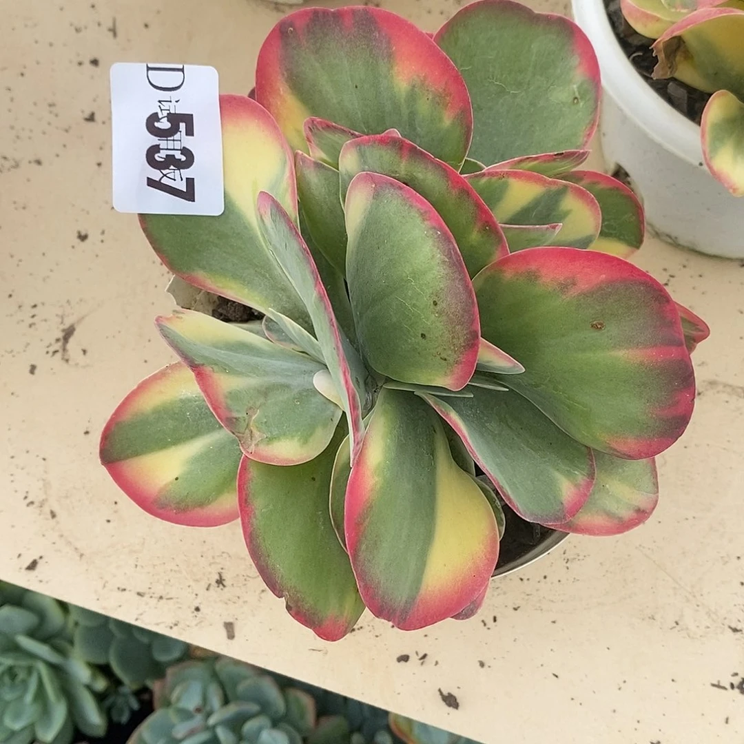 @***然537唐印锦多肉植物