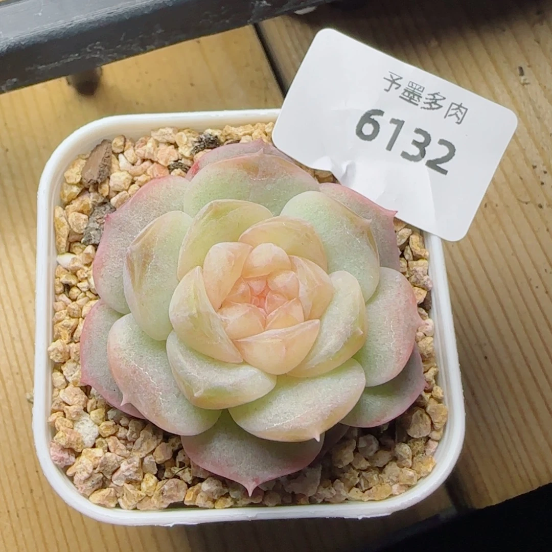 孤品珍妮，6132多肉植物