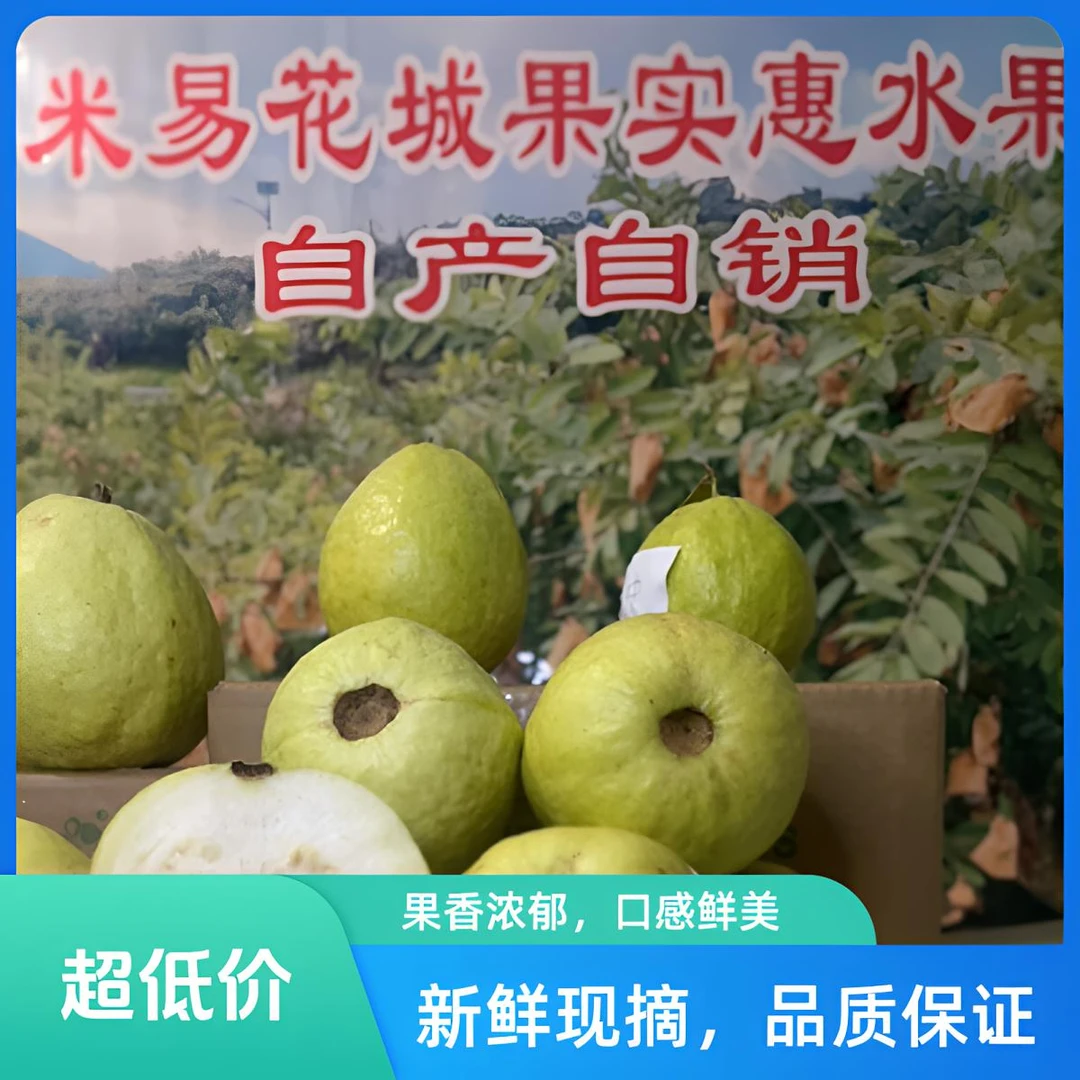 四川攀枝花市米易县新鲜白芯芭乐产地直发