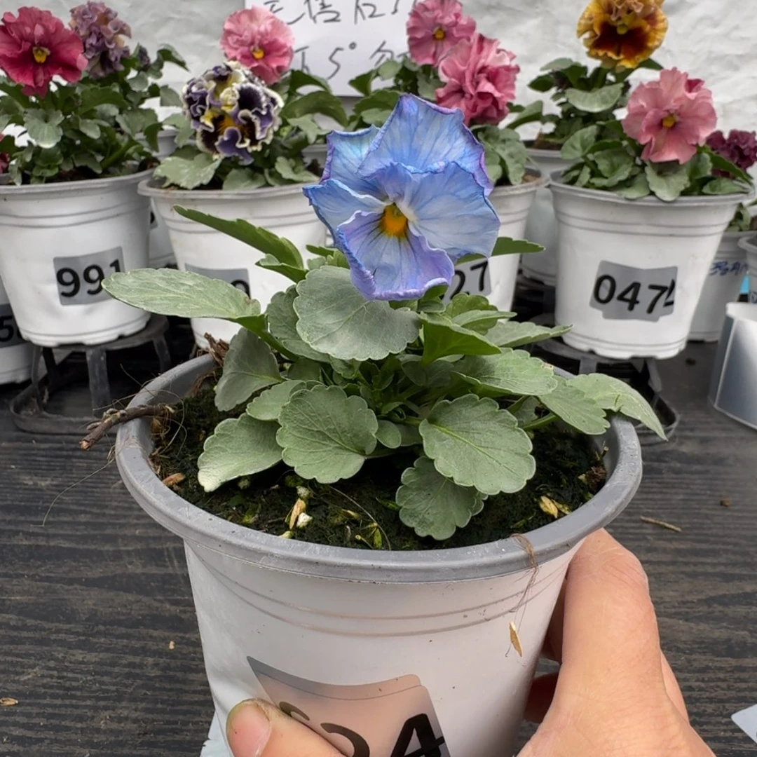 全部花朵624号神户蓝