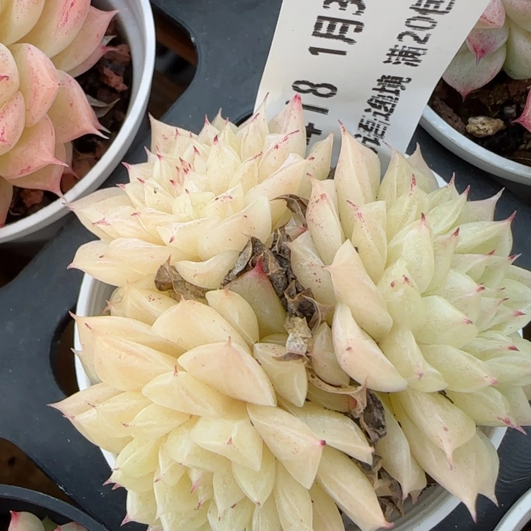 花语逸镜0131-418