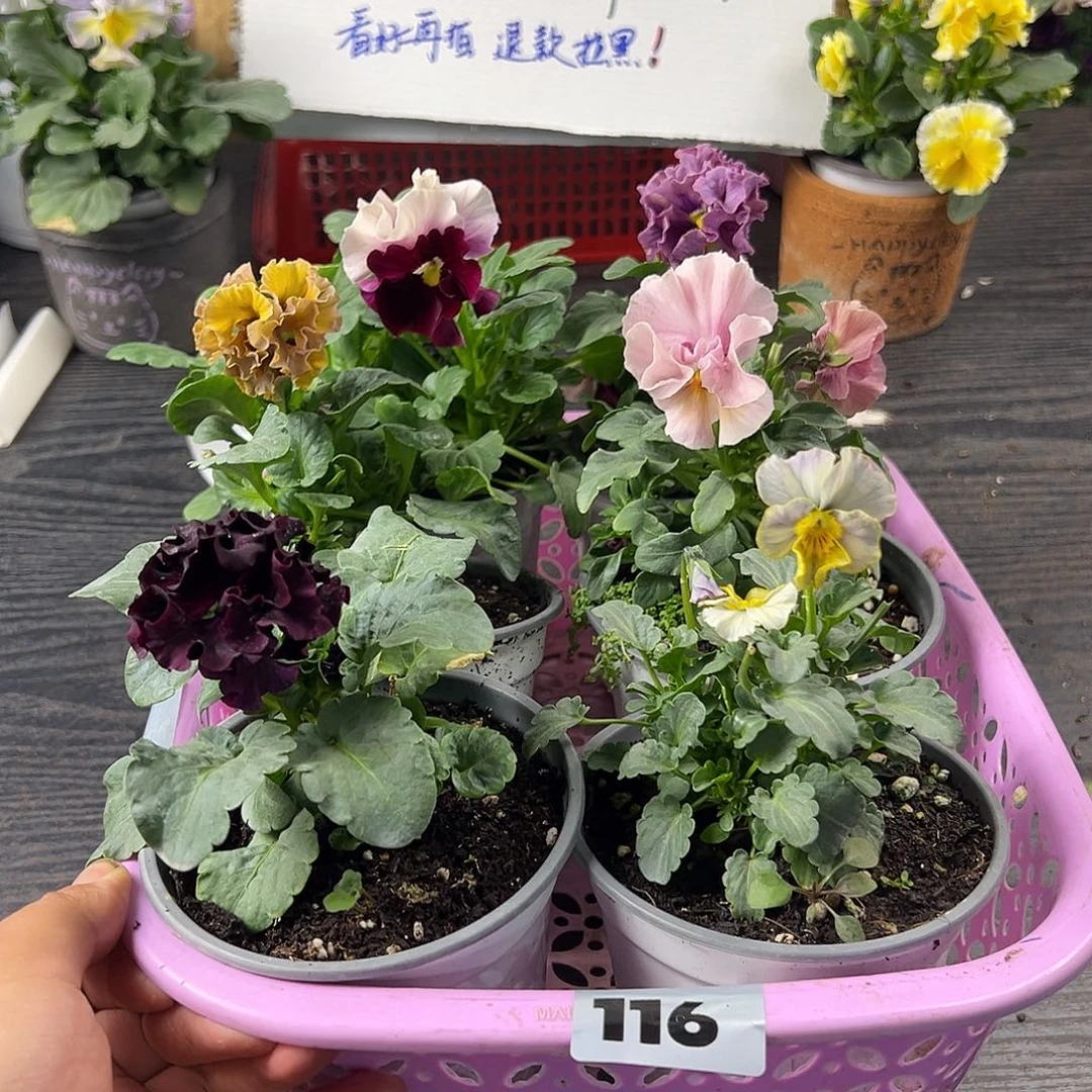 大部分花苞少量开放116号