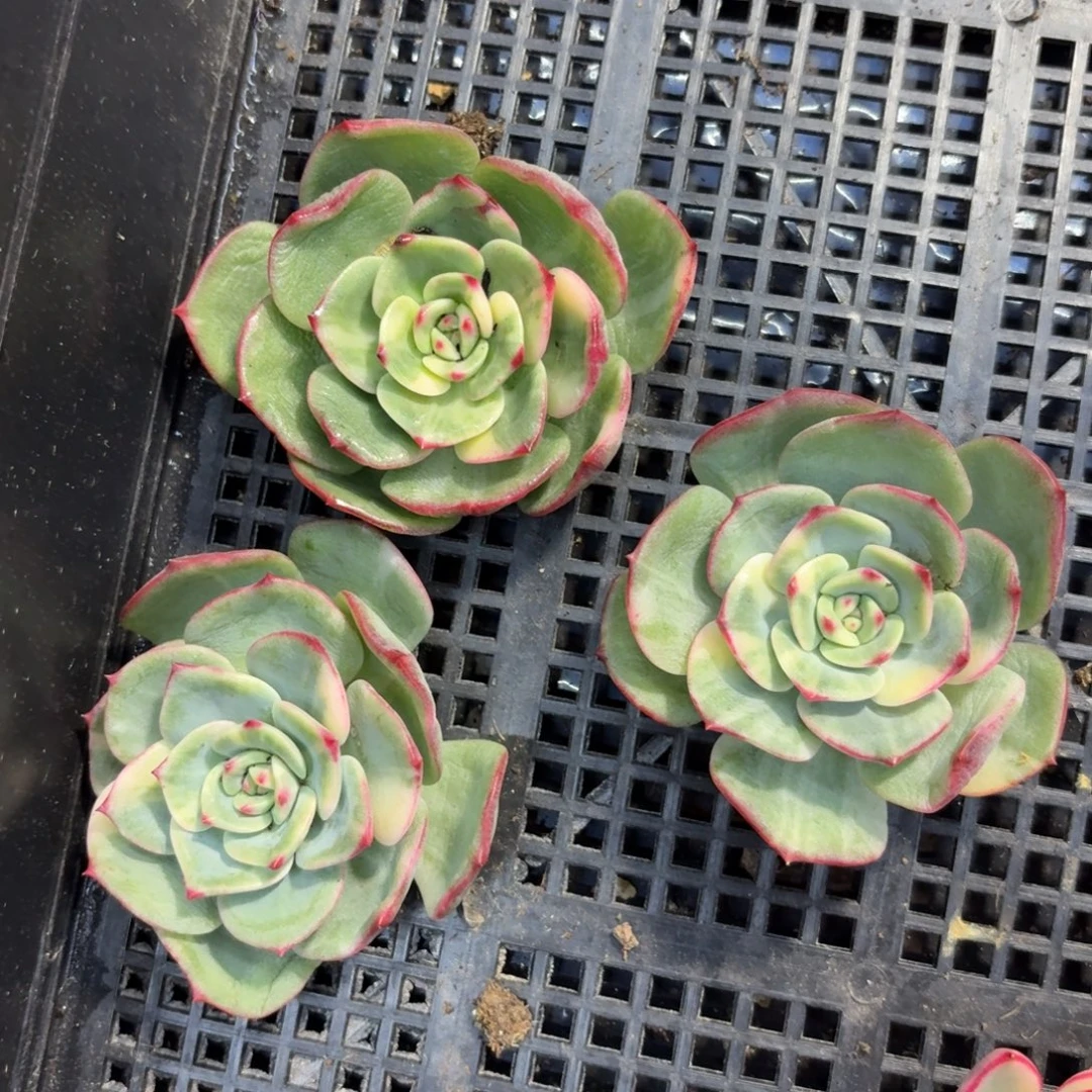 三文鱼量拍，多肉锦