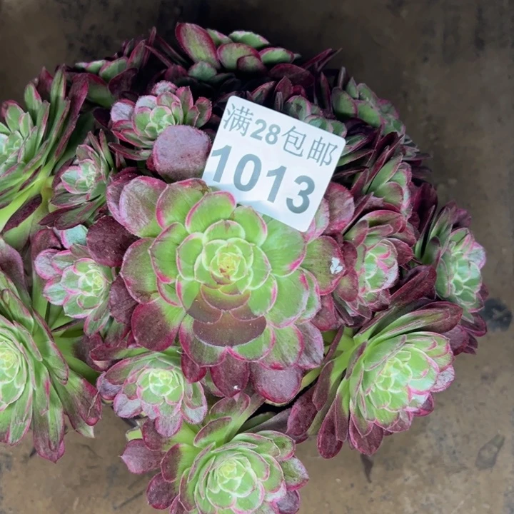 1013水晶莲花多肉植物