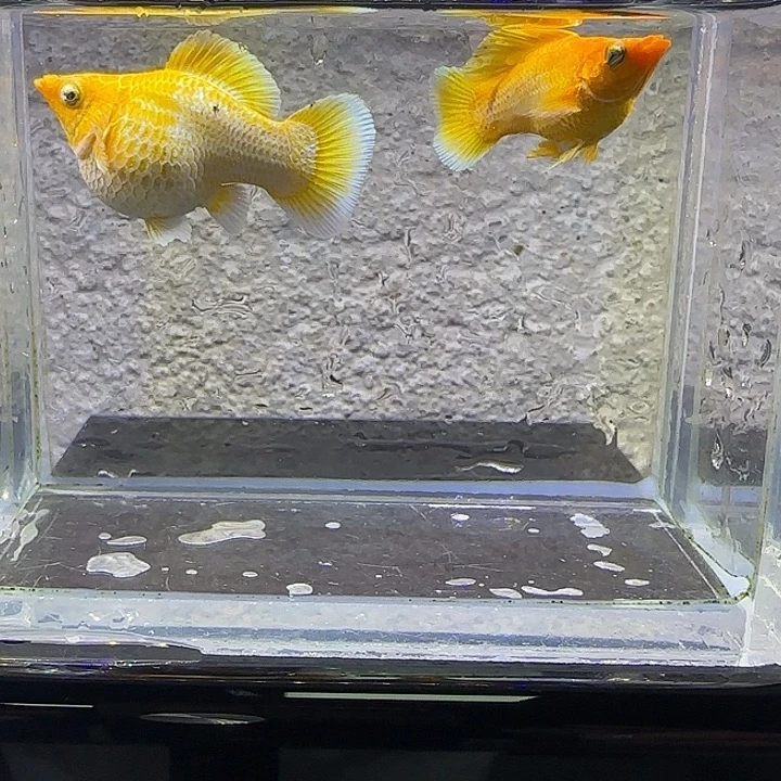 孔雀鱼黄金钻眼。41号