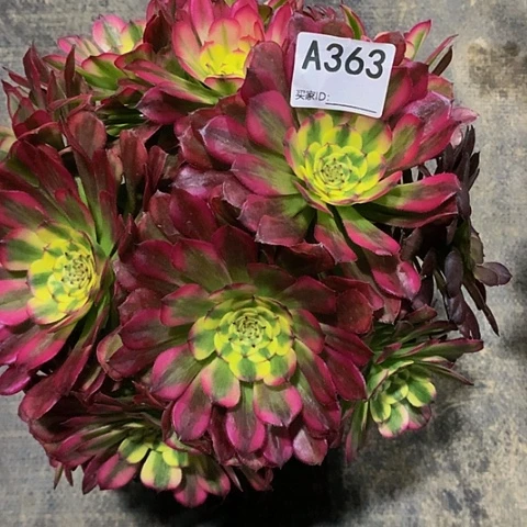 舞天姬363脱土发货