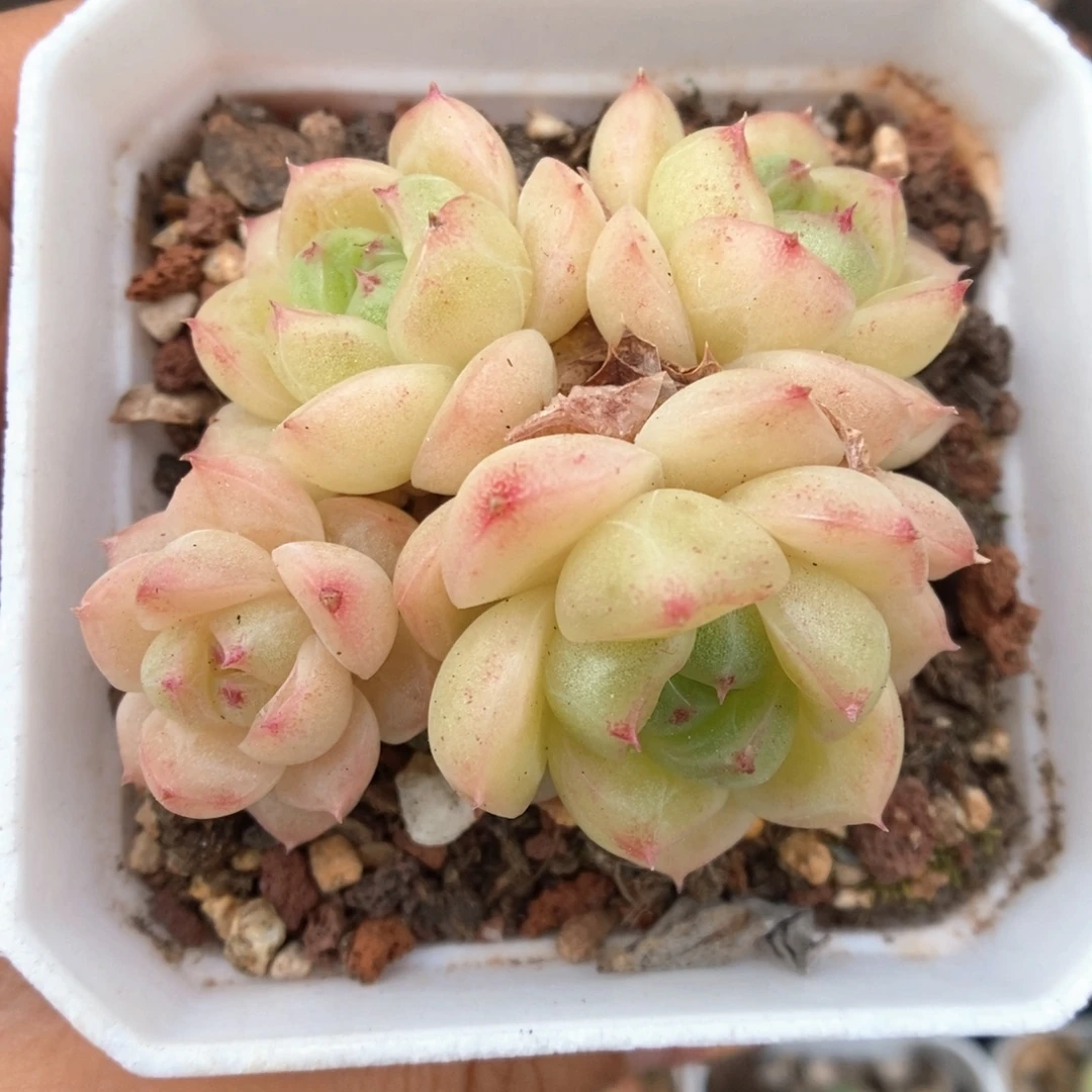 粉透朵朵麦秆群生726号