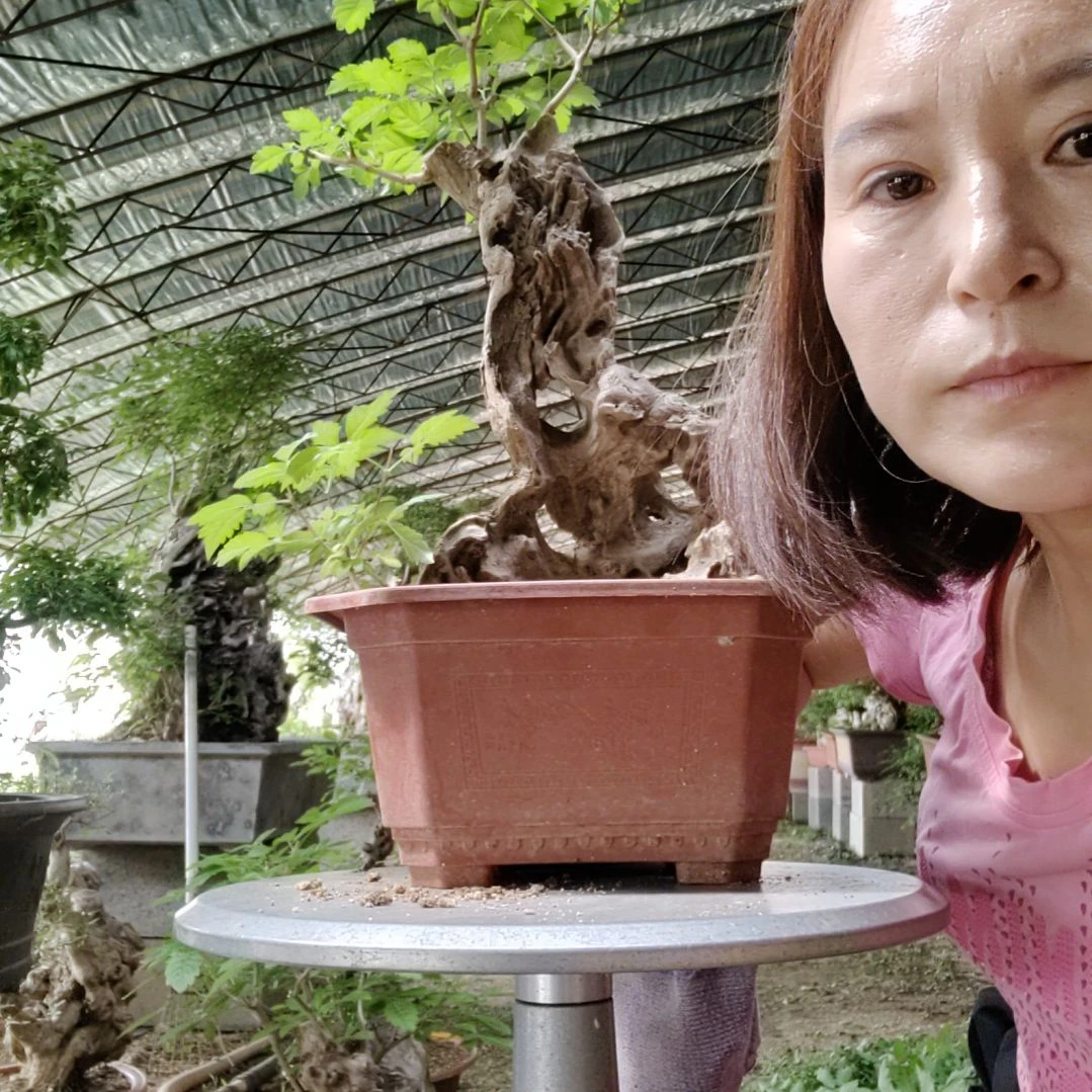 一***顺无花朵脱盆脱土发货