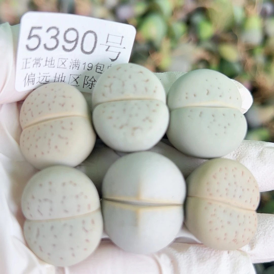 5390四年大白高尔夫6个2cm左右侧面老疤特价