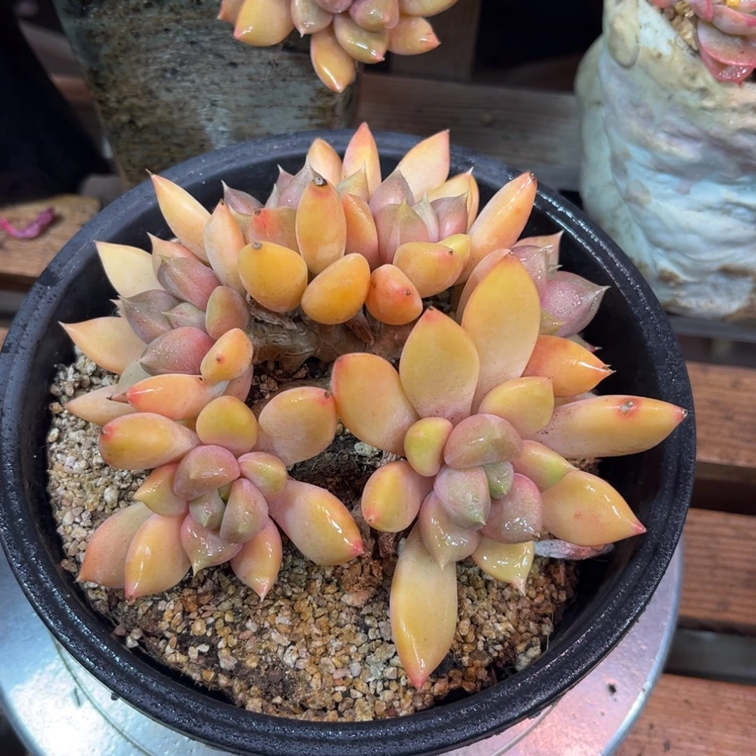 红象牙朵朵funvyajulvm