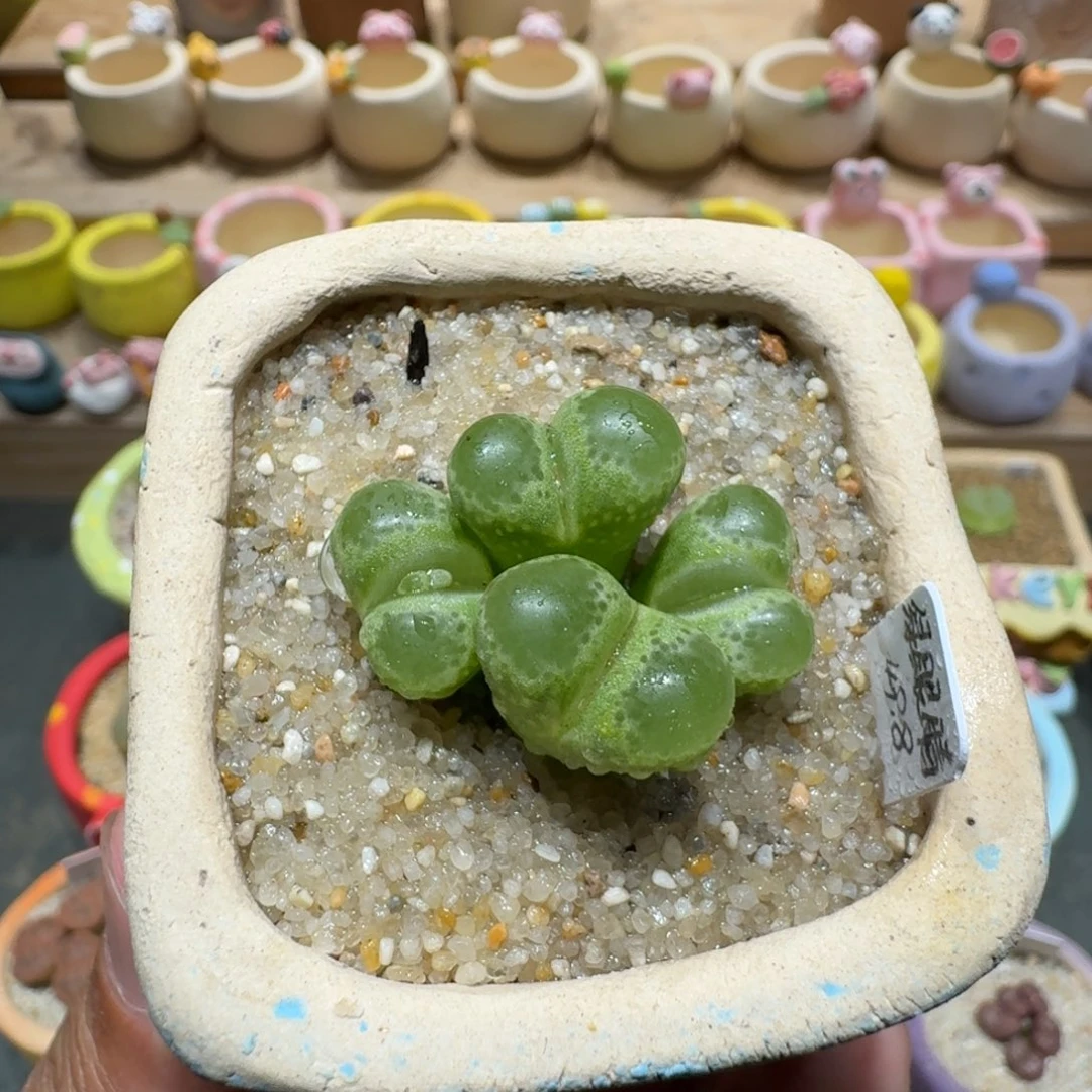 蘑菇1443绿眼睛风铃多肉植物