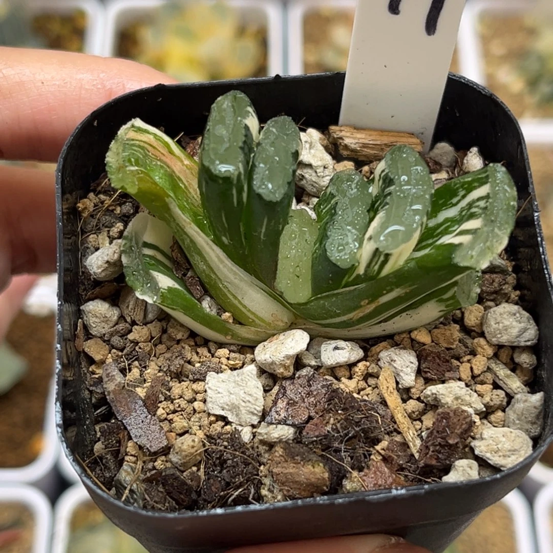 19十八古令玉扇锦福利专场