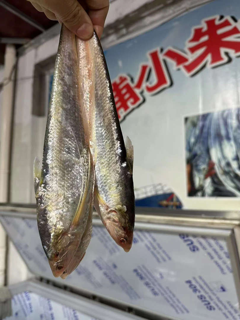 冰鲜  石浦 小朱领鲜 海刀鱼2/3斤/份
