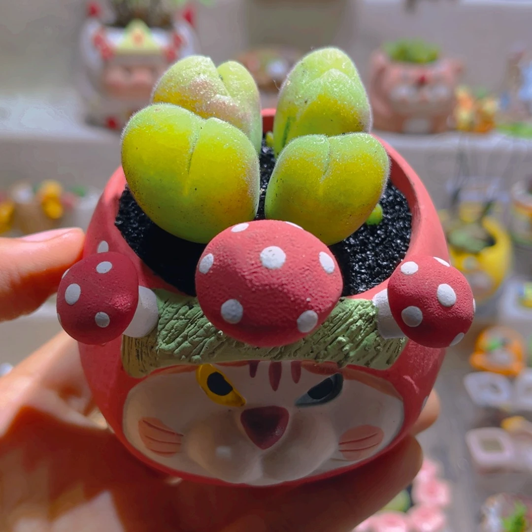 021长毛翠滴带盆土一套68