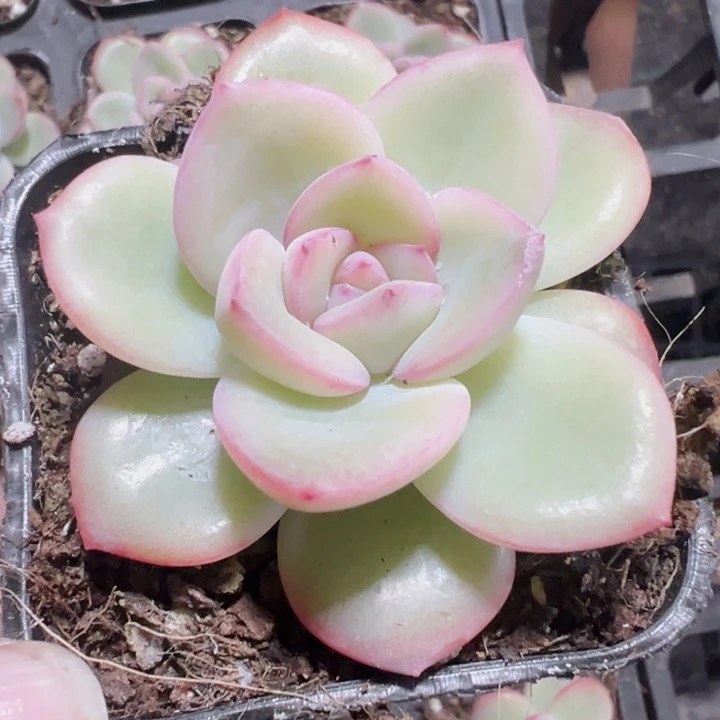 奶油泡芙精品多肉