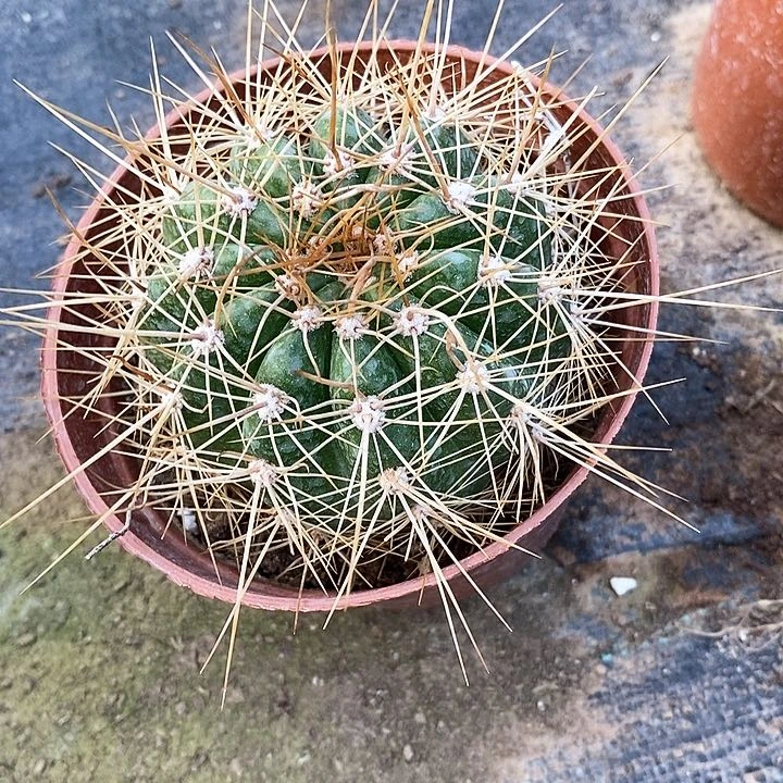 你*哥毛 阿布里 克斯丁/脱土脱盆20包邮/2颗