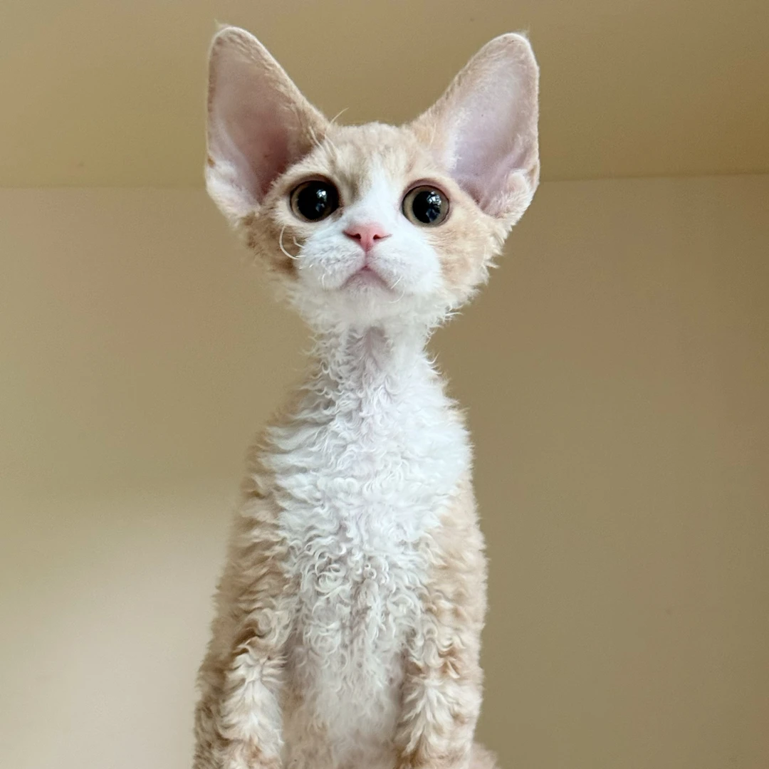 1️⃣4️⃣6️⃣乳白开脸满背德文弟弟 全疫苗  8800