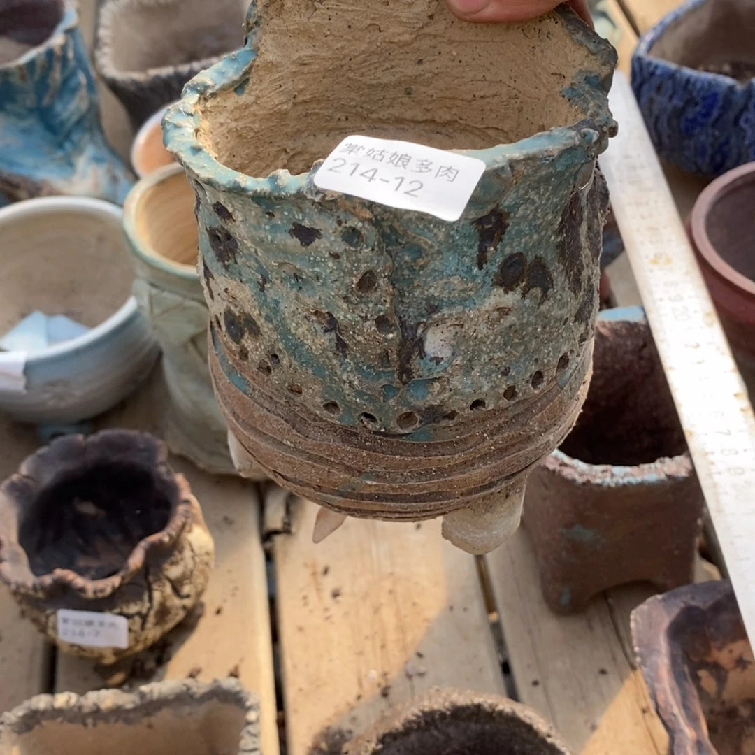 红陶毛*妈12号多肉盆一个呀