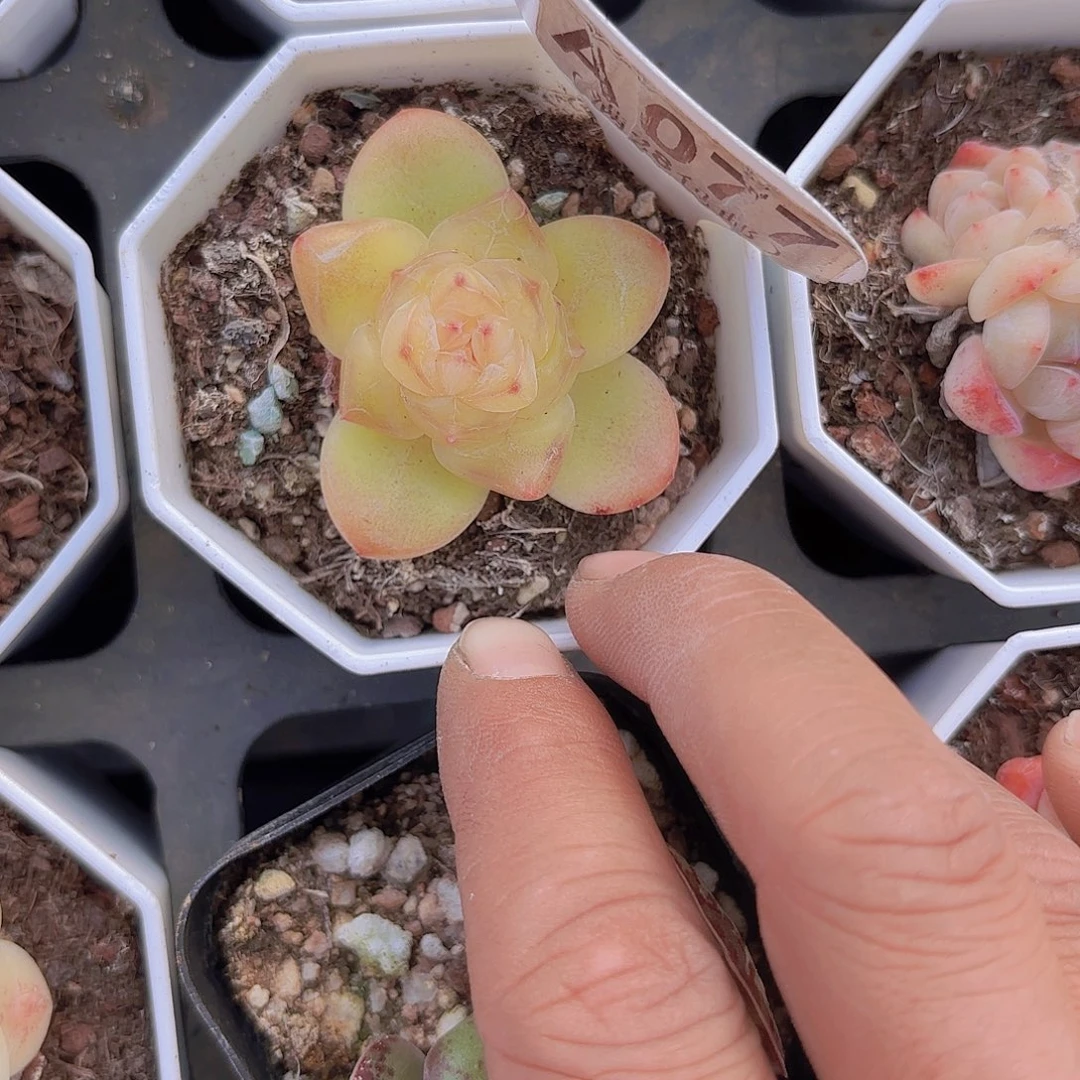 A077卡布奇诺一物一拍