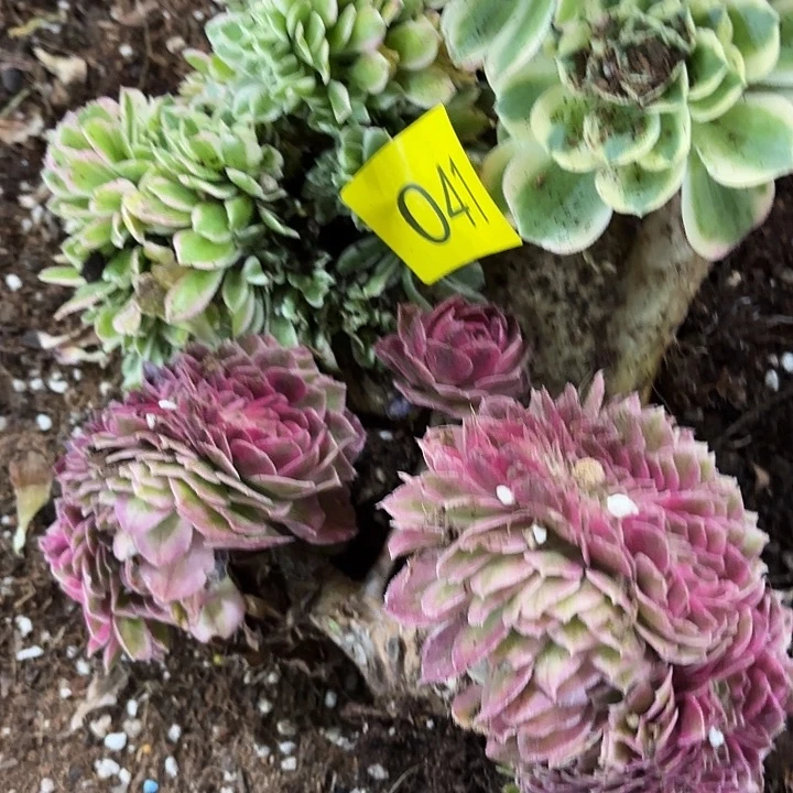 多肉植物福利041