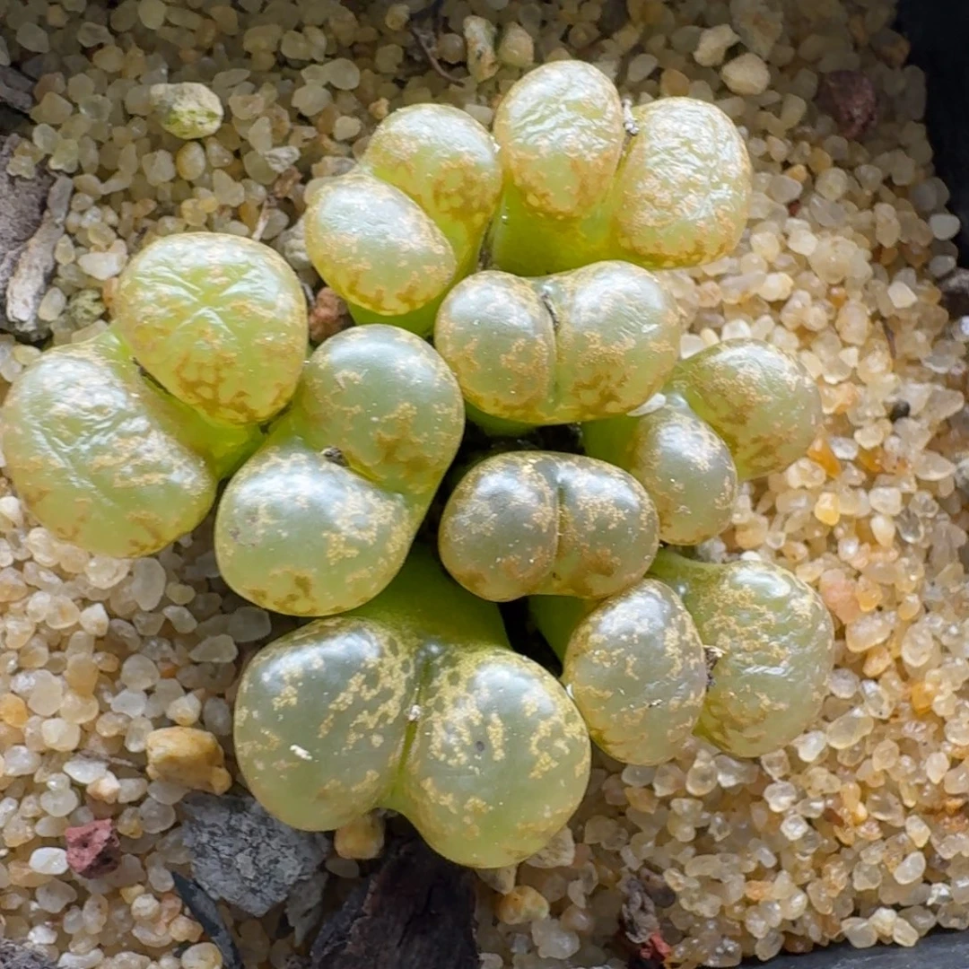 煮***茶1219-041肉锥肉锥肉锥