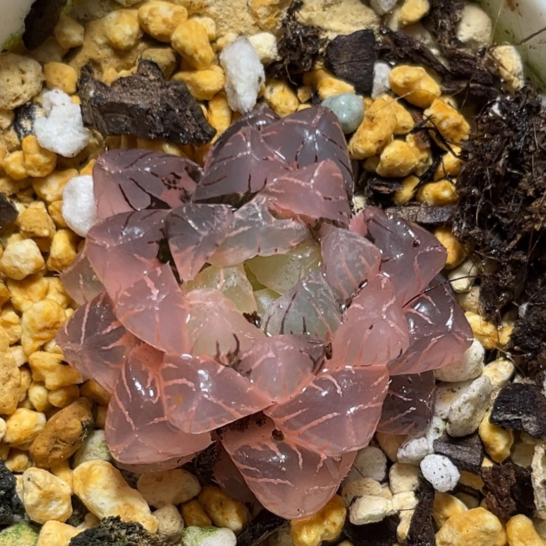 恭喜发财大吉大利0089