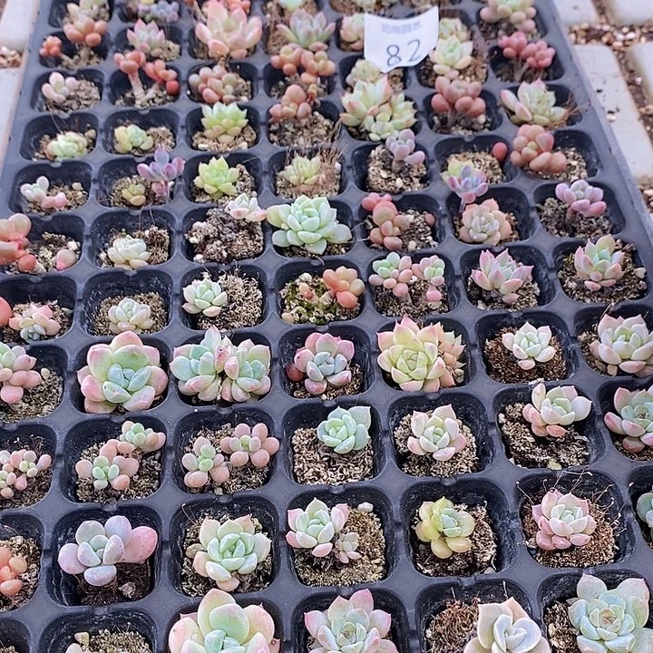82 多肉植物盆栽植物