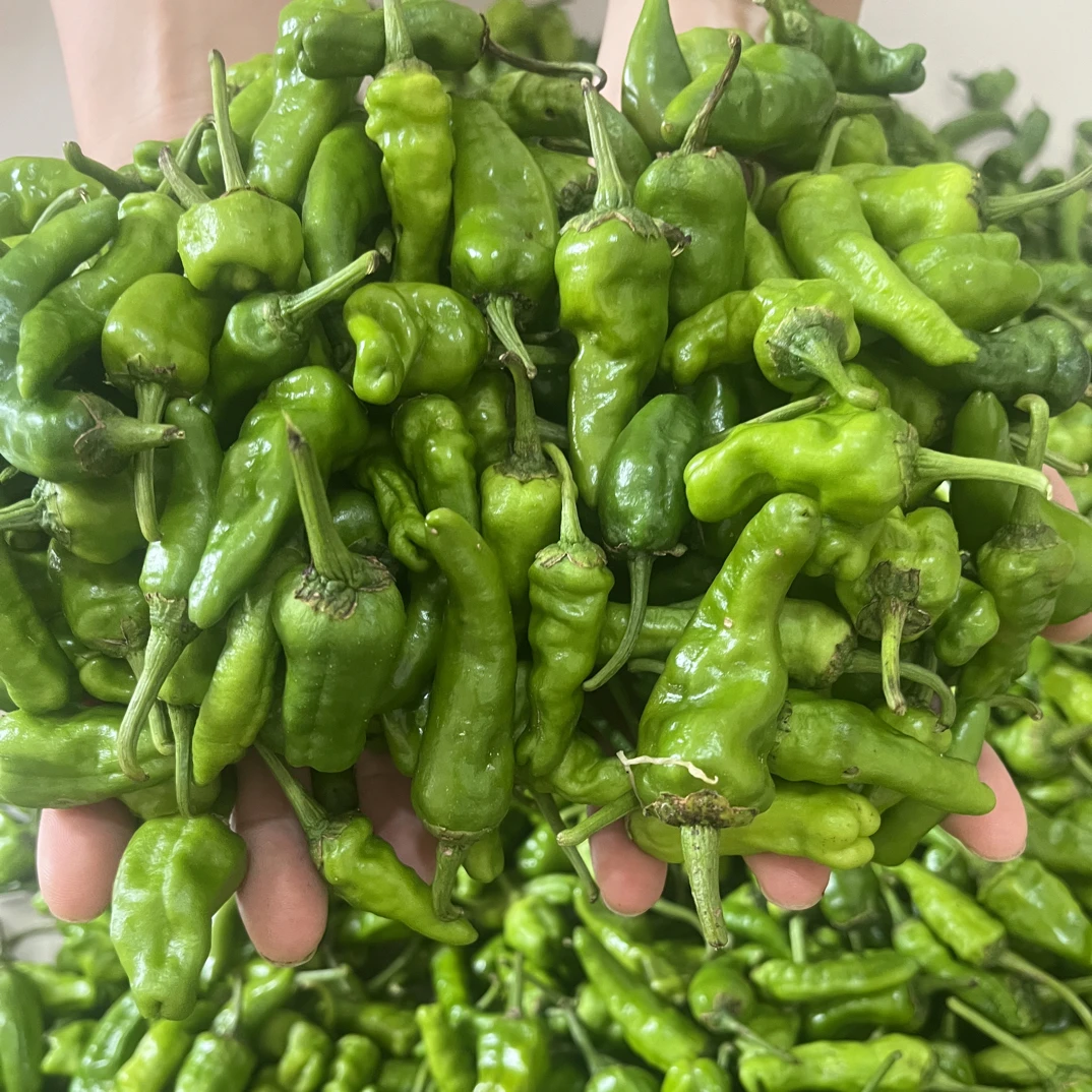 余干辣椒露天辣椒土辣椒小辣椒